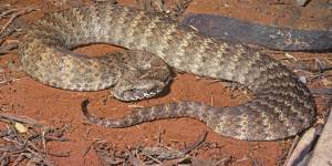 Death adders (pictured),along with taipans and brown snakes,are likely to move away from sound.