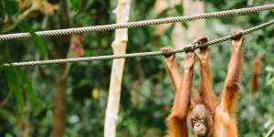 Orangutan sanctuary along Intrepid’s 11-day Malaysian Sabah Adventure.
