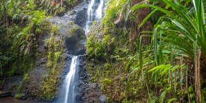 Hike through lush rainforest trails in Colo-I-Suva Forest Park,a nature reserve near Suva.