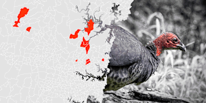 Brush turkeys are taking over Sydney suburbs.