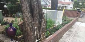 Bar none:This Earlwood tree would not completely let go of an old fence.