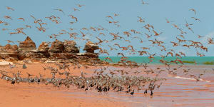 Bird watching in Western Australia:Broome Bird Observatory - where to see the largest migration of birds