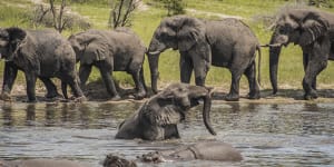 Botswana to send'refugee'elephants home to ancestral lands