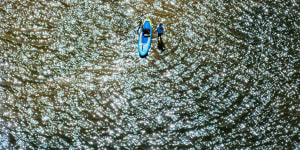 The Sydney Morning Herald’s Photos of the Week,February 8,2024