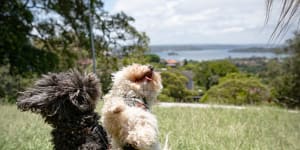 Puppy parties,parks and pats on the head:a dog’s life in Bellevue Hill