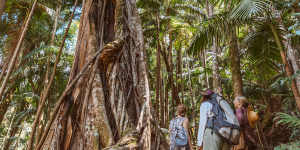 Take a bushwalk through the Gondwana World Heritage-listed rainforest