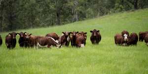 Beef cattle.