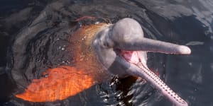 Soaring water temperatures suspected in death of 100 pink dolphins