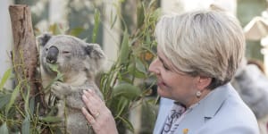 Plibersek’s biodiversity credits ‘won’t save koalas’,Greens say