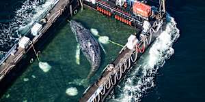 Timmy the humpback being transported towards the North Sea in a flooded cargo ship.