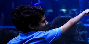 Diver Felipe Luna,dressed as Santa Claus,greets a visitor from inside a tank at the AquaRio Marine Aquarium in Rio de Janeiro,Brazil.