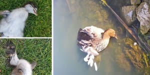 'What's wrong with people?':Ducks and ducklings killed on golf course