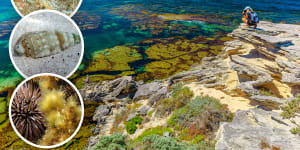 Rottnest Island reefs under threat as marine species dwindle