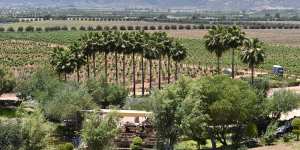 Valle de Guadalupe,where 90 per cent of Mexico’s wine is produced today.
