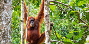 Orangutans are one of the species affected by deforestation. 