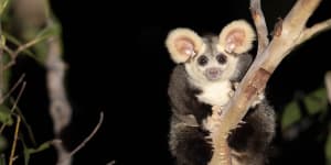 The greater glider,a large gliding possum that lives on Australia’s east coast,was recently listed as endangered. Now a Victorian court has found the state-owned logging agency is failing to protect them.