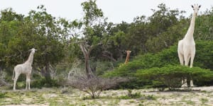 Rare white giraffes found dead in Kenya,most likely killed by poachers