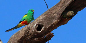 The land is habitat to birds,including this Mulga Parrot.