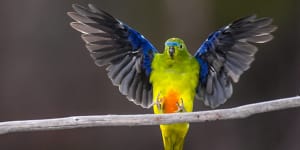 A critically-endangered orange-bellied parrot alights on a branch at Melaleuca,south-west Tasmania.