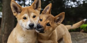 Two five-month-old Dingo pups,Kep Kep (left) and Warada. 