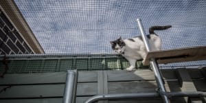 Government decides'It's Time'for cat containment in Whitlam