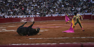A bull falls to the ground next to the bullfighter.