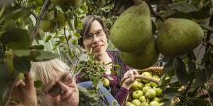 ‘The fruit is out there’:These backyard blitzers want to raid your trees