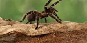 Tarantula venom could produce addiction-free painkillers