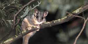 There are only 34 known lowland Leadbeater’s possums in the wild.