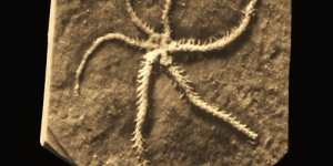 A microCT scan revealed the details of the self-cloning brittle star.