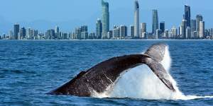 Boatie knocked out by whale’s tail off Gold Coast