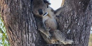 The tags used on koalas will help farmers work out which trees they should plant and retain to help the animal’s survival.