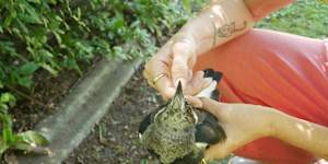 Kylie Conroy has been moving the unwell birds into her backyard. 