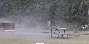 Bison throws man into the air.