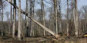 French select four oaks from sacred forest to use in recreating Notre Dame’s spire