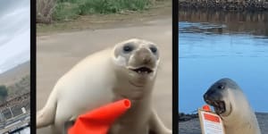 Neil the Seal is back,but in danger of being loved to death