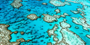 An looming El Nino weather event is raising the risk of coral bleaching on the Great Barrier Reef. 