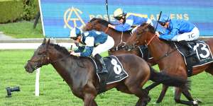Hollywood Hero (third,blue silks) caught the eye last start at Rosehill and looks well placed second-up at Canterbury on Wednesday.