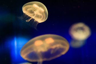 Jellyfish don't have a brain - but they sleep.