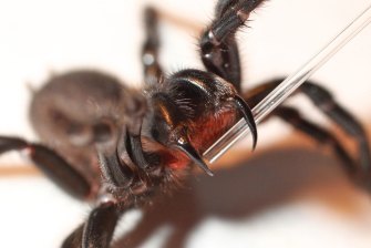 Australian Reptile Park Calls For Sydney Residents To Catch Funnel Web Spiders Amid Anti Venom Shortage