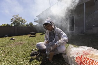 Luca Gittany, 15, beekeeping at home in Parramatta.