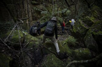 NPWS staff have to traverse difficult terrain to get to the Wollemi pine wild translocation site in the Wollemi National Park.