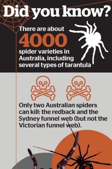 australia ain't eva seeing me #fypシ #spiderseason #arachnophobia #spid, biggest spider