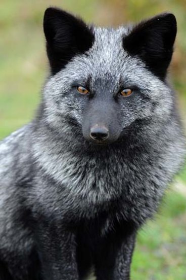 pet silver fox