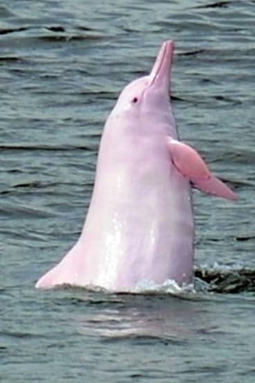 Pollution battle to save the rare pink dolphins from extinction