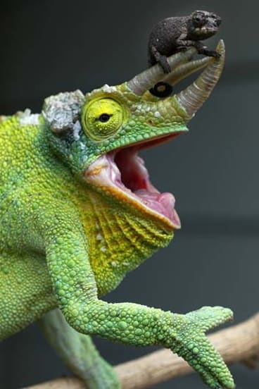 Hopes for harnessing chameleon superpower