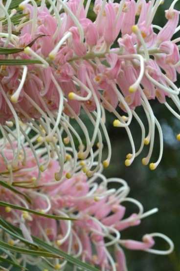 Gardening: The glory of the grevillea