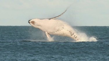 Breaching humpack whale.