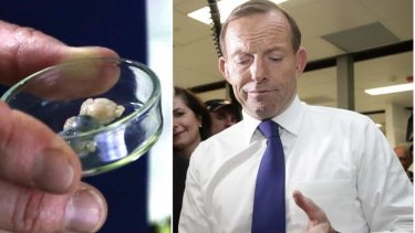 Opposition leader Tony Abbott inspects the brain of a mouse during his tour of the Queensland Brain Institute on Monday.