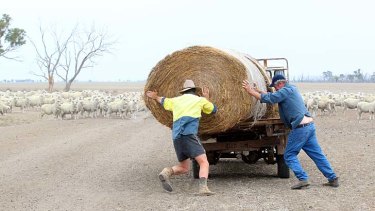 Tough times: Sheep wait for their feed after drought returns to the state's north-west.